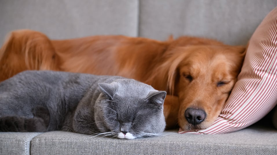 pet-odor-neutralized-cat-dog