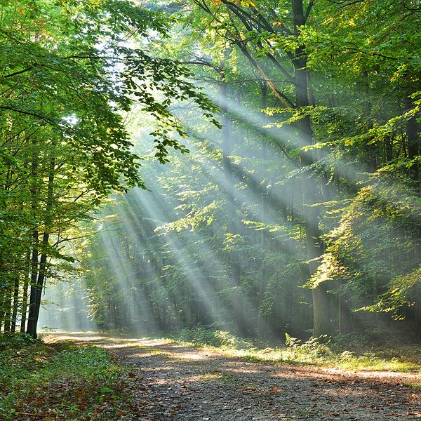 Autumn dawn in forest.